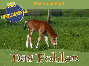 Icon image Tierbabys: Das Fohlen