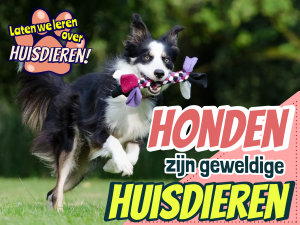 Icon image Honden zijn geweldige huisdieren