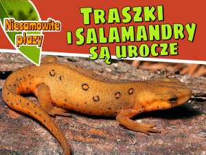 Obraz ikony: Traszki i salamandry są urocze