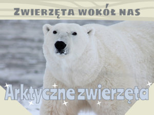 Icon image Arktyczne zwierzęta