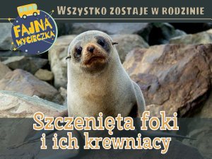 Icon image Wszystko zostaje w rodzinie: szczenięta foki i ich krewniacy