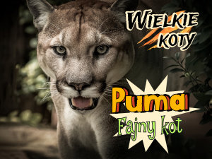 Icon image Puma: fajny kot