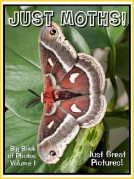 Icon image Just Moths! vol. 1: Big Book of Moth Insects Photographs & Pictures