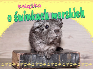 Icon image Książka o świnkach morskich