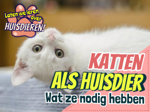 Icon image Katten als huisdier: wat ze nodig hebben