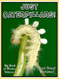 Icon image Just Caterpillars! vol. 1: Big Book of Photographs & Caterpillar Pictures