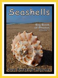 Icon image Just Seashells! vol. 1: Big Book of Seashells Photographs & Pictures