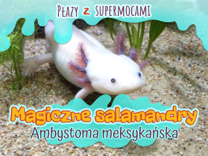 Icon image Magiczne salamandry: ambystoma meksykańska